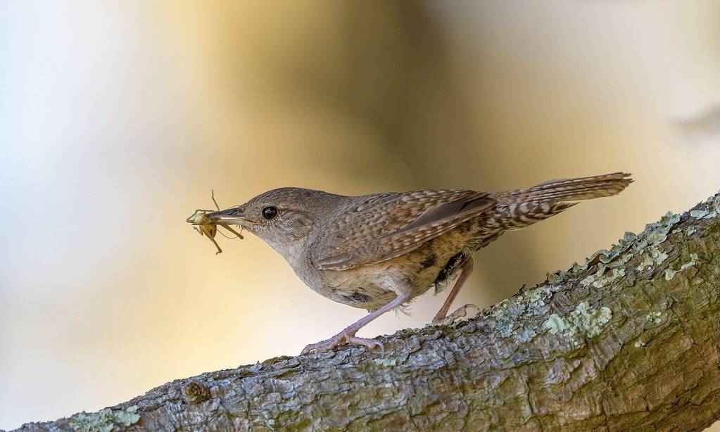House Wren by Becky Matsubara is licensed under CC BY 2.0.